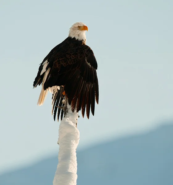 A Águia Calva (Haliaeetus leucocephalus ) — Fotografia de Stock