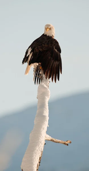 Ο φαλακρός αετός (haliaeetus leucocephalus) — Φωτογραφία Αρχείου