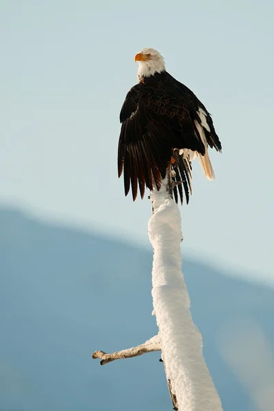 A Águia Calva (Haliaeetus leucocephalus ) — Fotografia de Stock