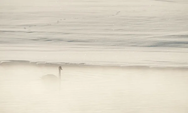 Cigni trombettieri (Cygnus buccinator) nella nebbia . — Foto Stock