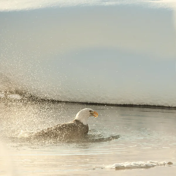 Badeseeadler — Stockfoto