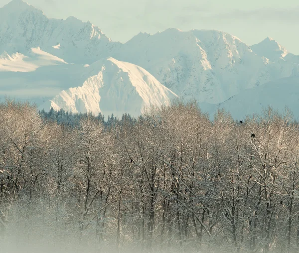 La vallée de Chilkat sous une couche de neige — Photo