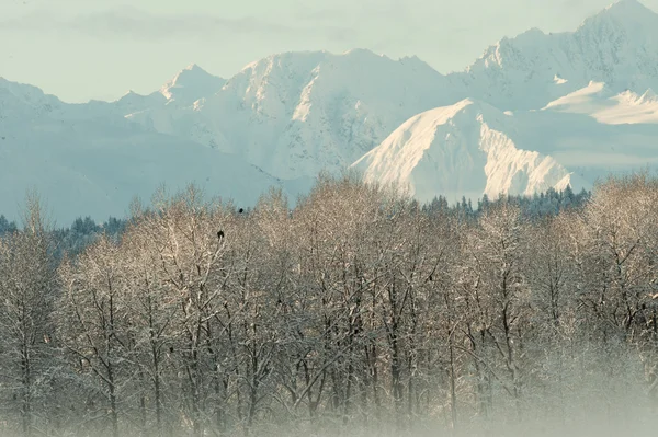 El valle de Chilkat bajo una cubierta de nieve — Foto de Stock