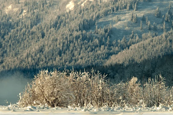 Chilkat Vadisi kapsayan kar altında — Stok fotoğraf