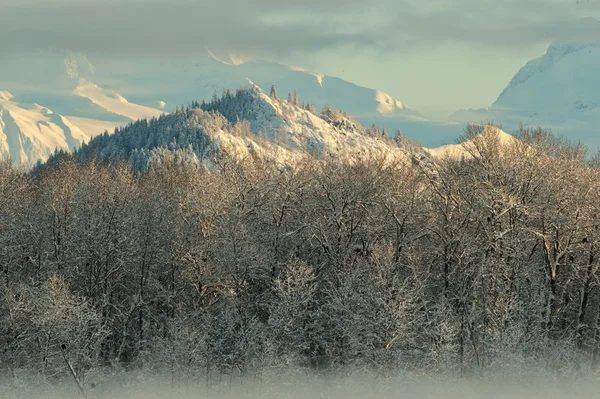 Chilkat dalen under en beläggning av snö — Stockfoto