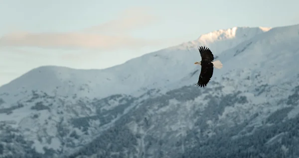 Weißkopfseeadler. — Stockfoto