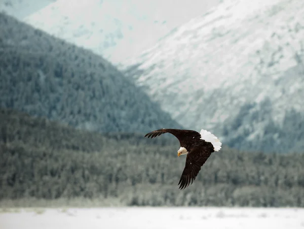 Águila calva voladora. — Foto de Stock