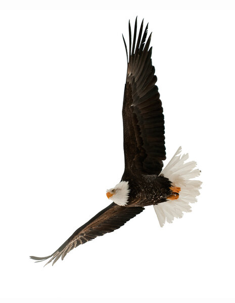 Лысый орел (Haliaeetus leucocephalus
) 