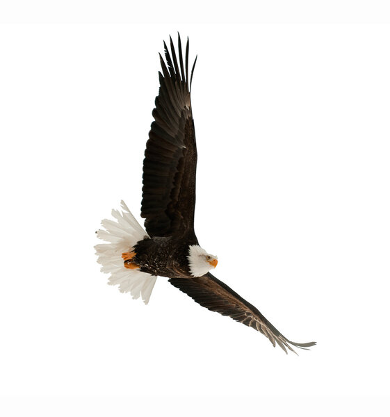 Лысый орел (Haliaeetus leucocephalus
) 