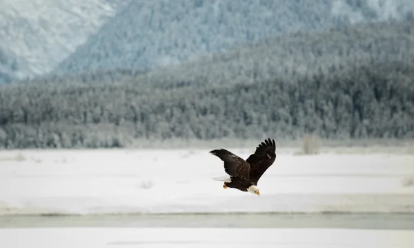 Flying Bald eagle. — Stock Photo, Image