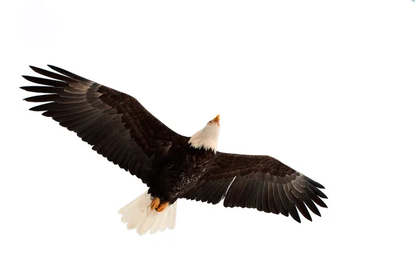 Águila calva voladora. — Foto de Stock