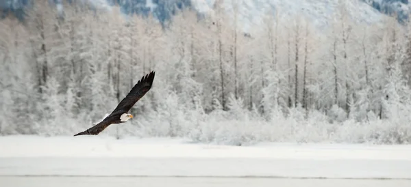 Weißkopfseeadler. — Stockfoto