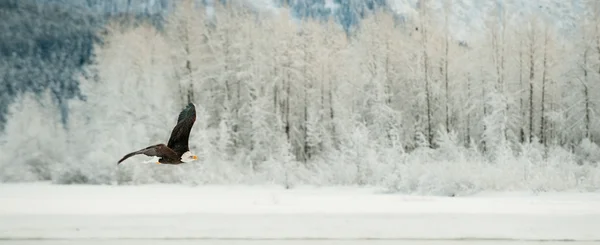 Flying Bald eagle. — Stock Photo, Image