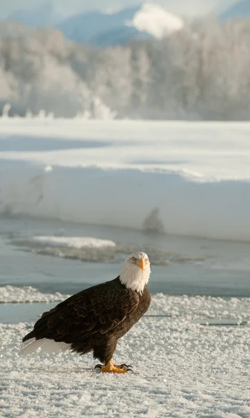 Porträtt av en vuxen Vithövdad havsörn (Haliaeetus leucocephalus) på snö — Stockfoto