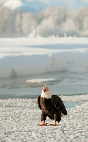 Porträtt av en vuxen Vithövdad havsörn (Haliaeetus leucocephalus) på snö — Stockfoto