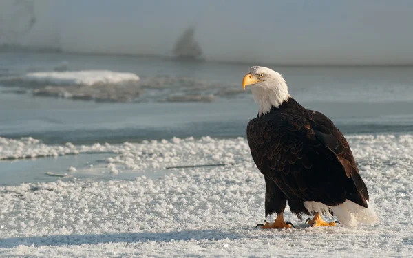 Портрет взрослого лысого орла (Haliaeetus leucocephalus) на снегу — стоковое фото