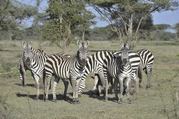 Wild zebras in Africa. — Stock Photo, Image