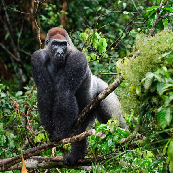 Silverback. . — Foto de Stock