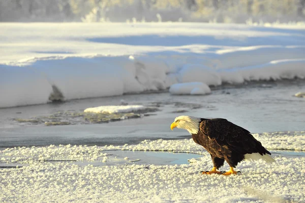 肖像画のアダルト白頭鷲 (Haliaeetus leucocephalus) 雪の上 — ストック写真