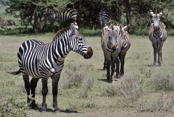 Zèbres sauvages en Afrique . — Photo