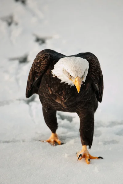 Eagle going on snow. — Stock Photo, Image