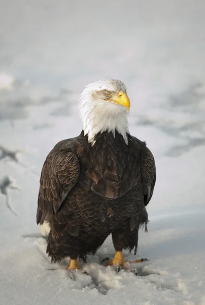 Bald Eagle. Stock Photo