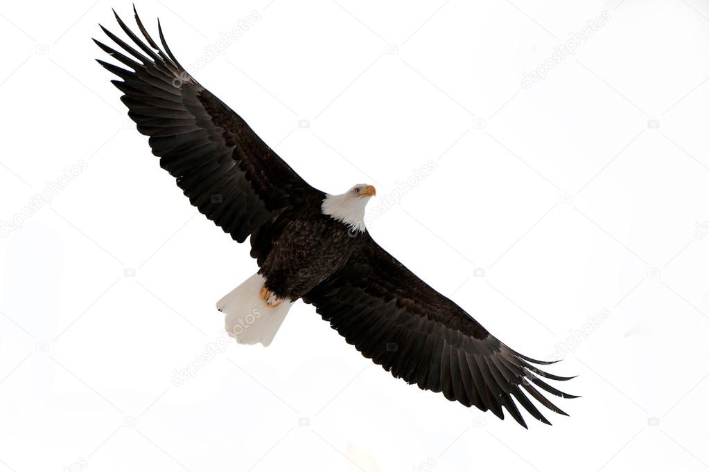 The Bald Eagle (Haliaeetus leucocephalus) 