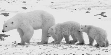 Polar she-bear with cubs. clipart