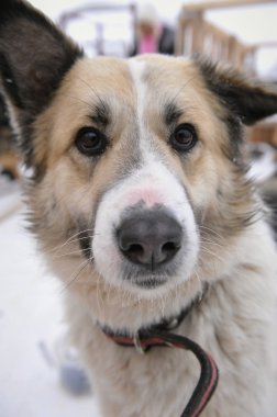 Bir köpeğin portresi..