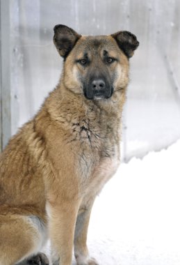 A köpek içinde a sığınak evsiz hayvan portresi.
