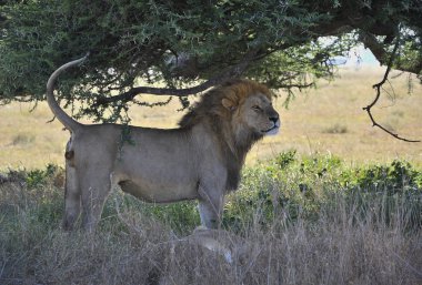 Aslan ve aslan biraz dinlen