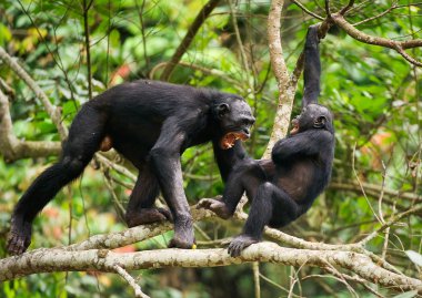 The Swearing and Aggressive Bonobo