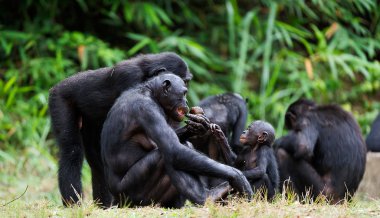  Bonobos family clipart