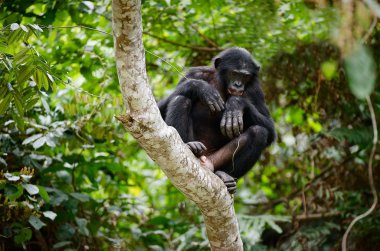 Bir ağaç dalı üzerinde bonobo.