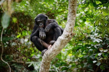 Bonobo on a tree branch. clipart