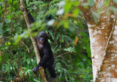 Bonobo yavrusu bir ağaç dalı.
