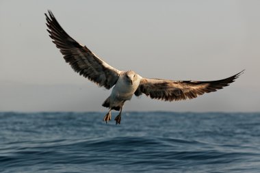 Uçan genç Cape martı,