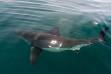 Beyaz köpek balığı (Carcharodon carcharias)