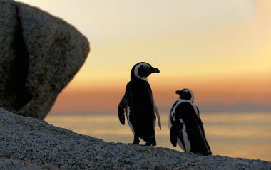 Gün batımında Afrika penguen çifti