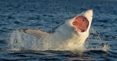 Büyük beyaz köpekbalığı (Carcharodon carcharias) bir saldırıda ihlal