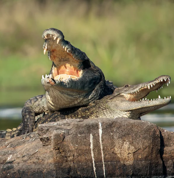 Nilkrokodile (crocodylus niloticus), Paarung, — Stockfoto