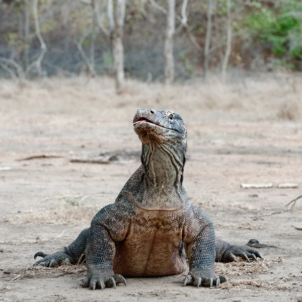 O dragão de Komodo, Varanus komodoensis , — Fotografia de Stock