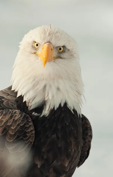 Retrato cara a cara de un águila — Foto de Stock