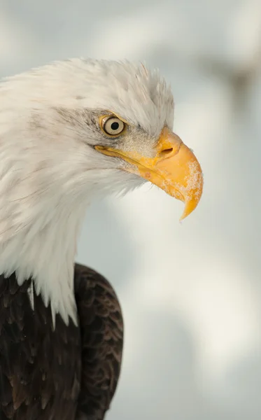 Portrait en personne d'un aigle — Photo