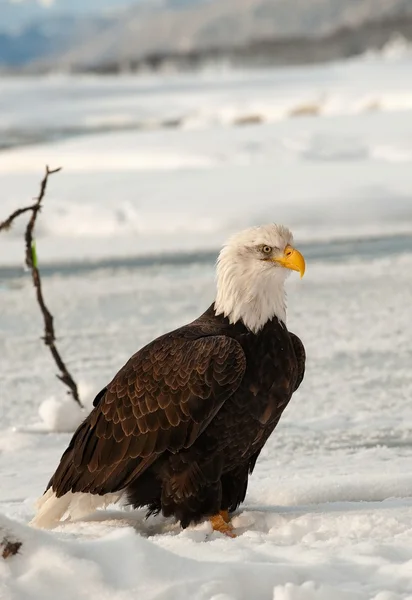 北アメリカの白頭鷲 — ストック写真