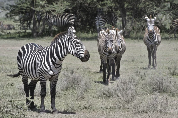 Wild Zebra's in Afrika. — Stockfoto
