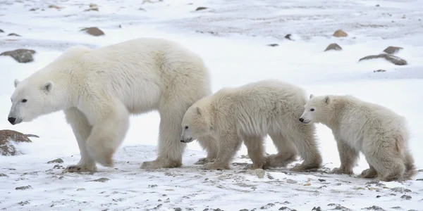 Polar hon-bear med ungar. — Stockfoto