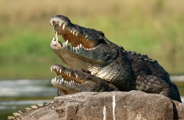 Crocodilo do nilo (Crocodylus niloticus), acasalamento , — Fotografia de Stock