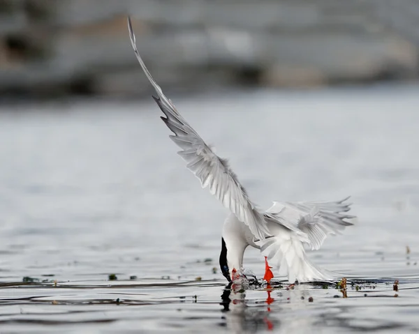 Den gemensamma akter fiskar. — Stockfoto