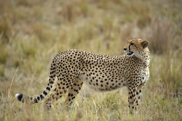 ชีต้า (Acinonyx Jubatus ) — ภาพถ่ายสต็อก